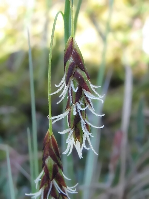 Изображение особи Carex limosa.