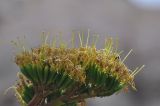 genus Agave. Часть соцветия с завязавшимися плодами. Боливия, Ла-Пас, Лунная долина. 15 марта 2014 г.