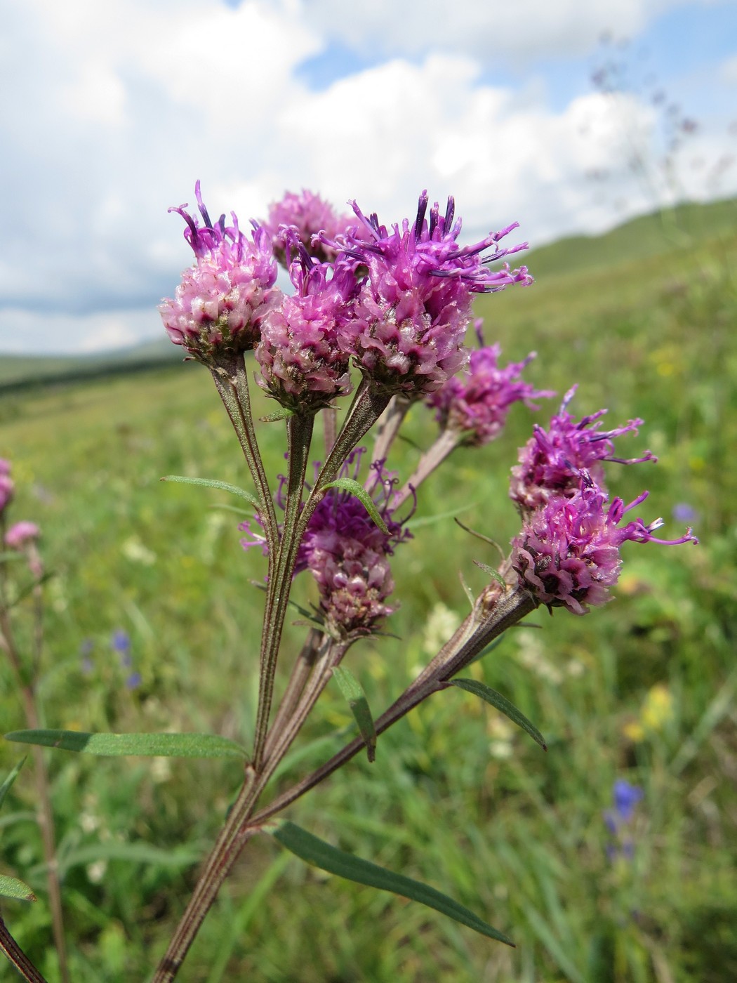 Изображение особи Saussurea pulchella.