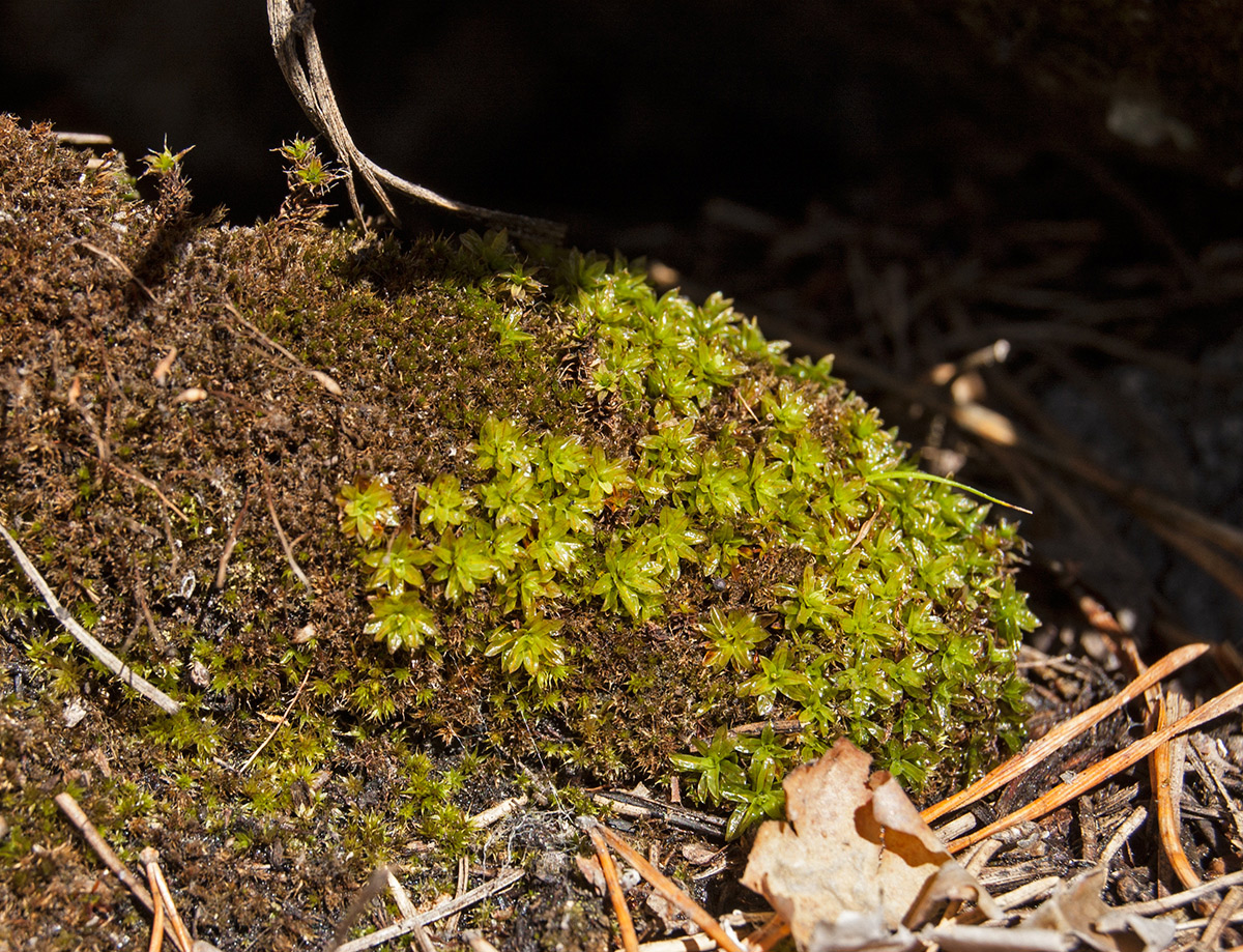 Image of class Bryopsida specimen.