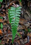 Diplazium cultratum. Вайя. Малайзия, о-в Пенанг, национальный парк Пенанг, влажный тропический лес. 06.05.2017.