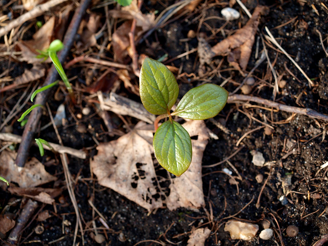 Изображение особи Paeonia wittmanniana.
