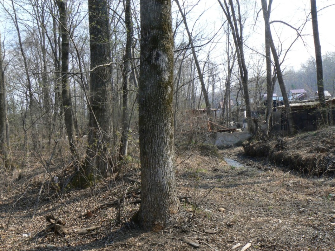 Изображение особи Fraxinus mandshurica.