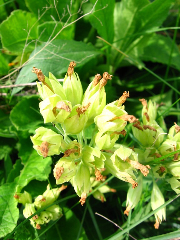 Image of Primula veris specimen.