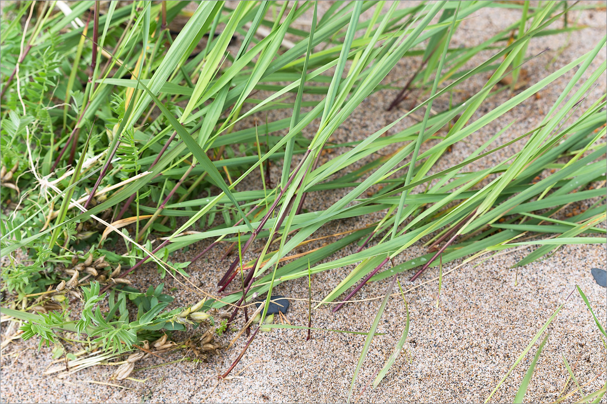 Image of genus Calamagrostis specimen.