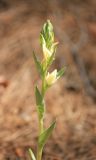 Cephalanthera epipactoides