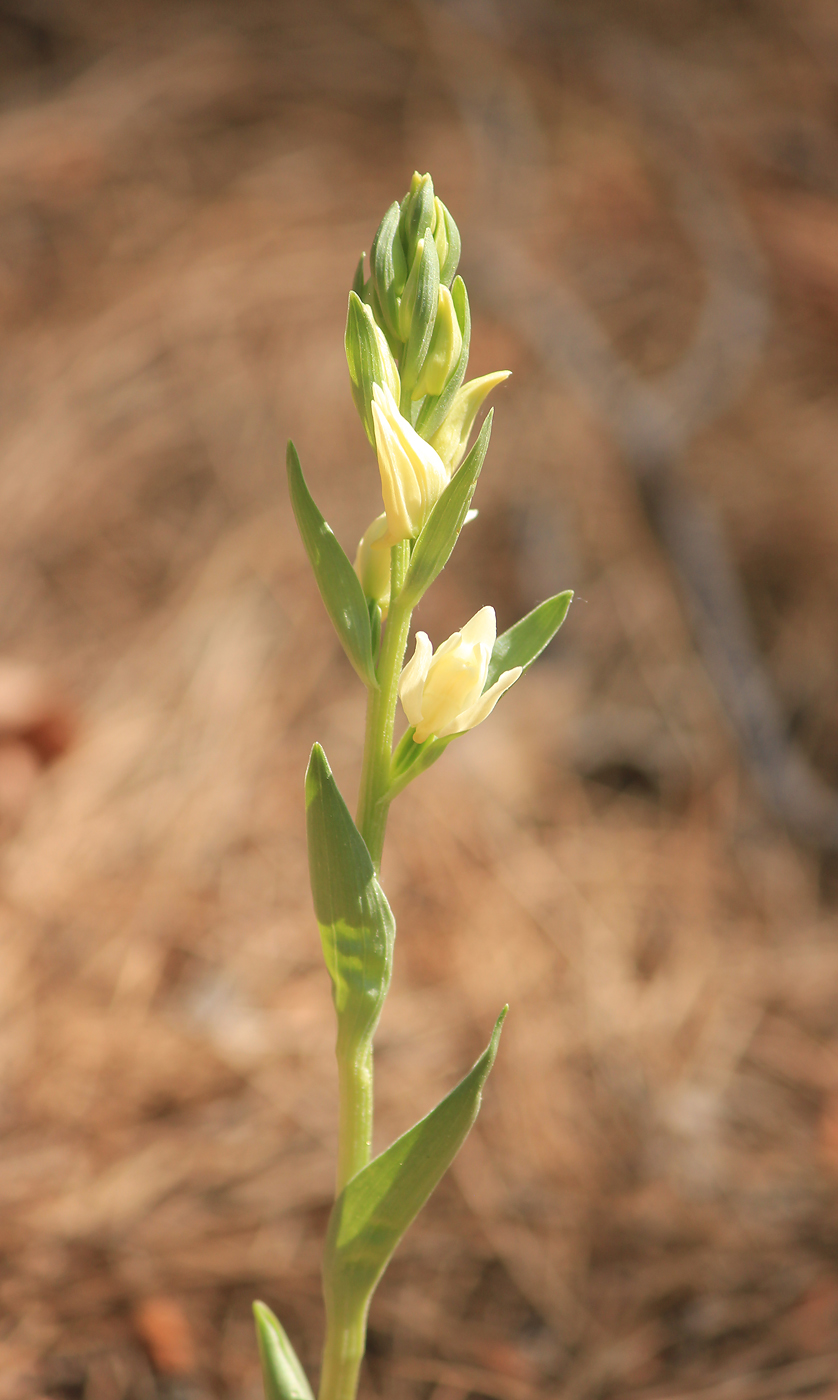 Изображение особи Cephalanthera epipactoides.