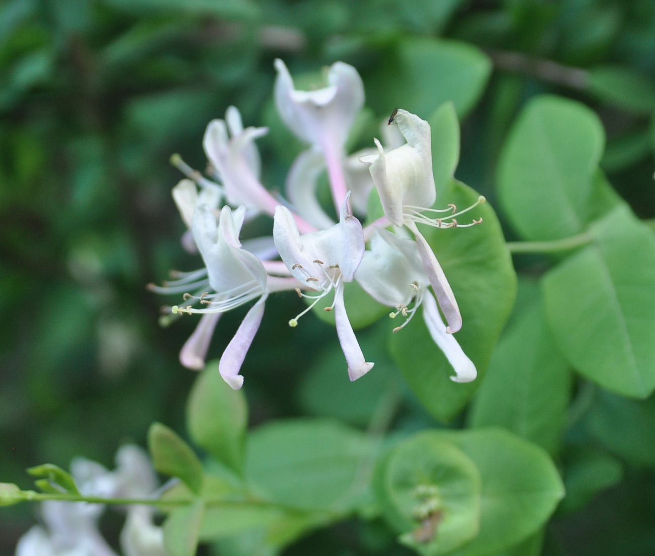 Изображение особи Lonicera caprifolium.