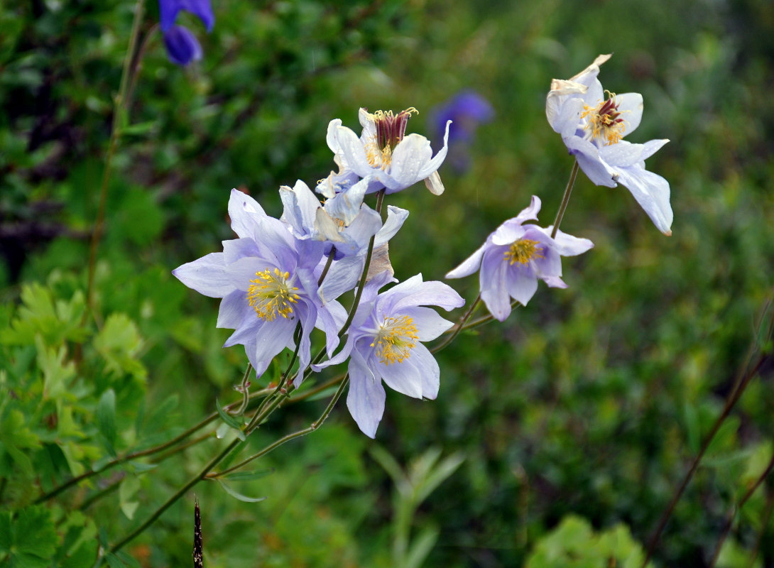 Изображение особи Aquilegia glandulosa.