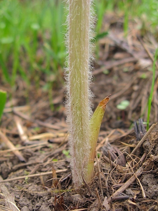 Image of Parasenecio hastatus specimen.