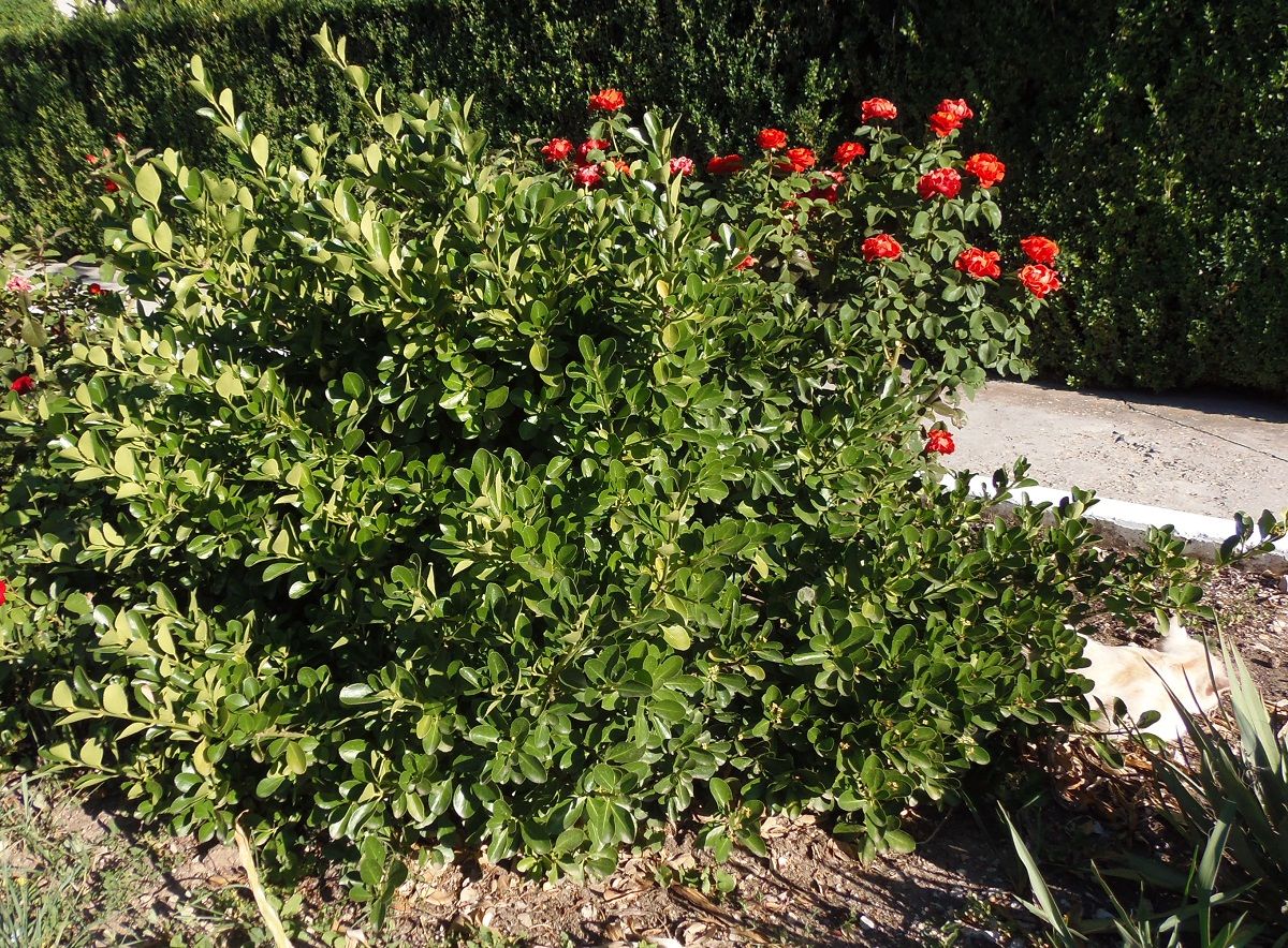 Image of Euonymus japonicus specimen.