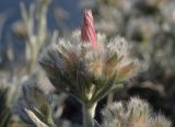 Convolvulus oleifolius