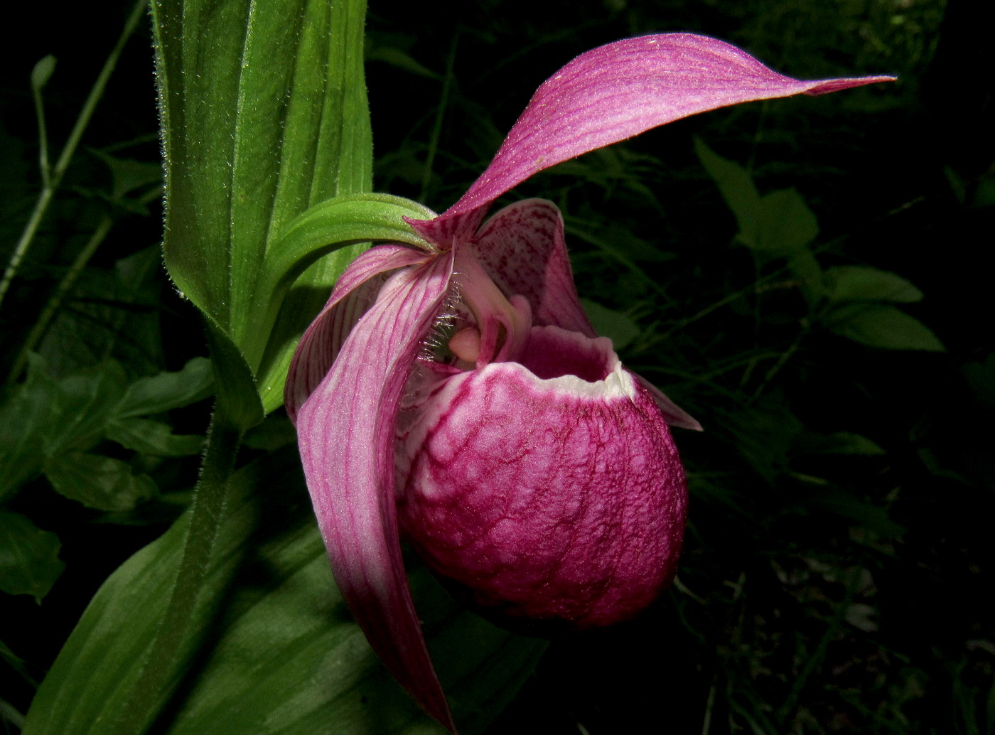 Image of Cypripedium macranthos specimen.