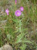 Epilobium hirsutum