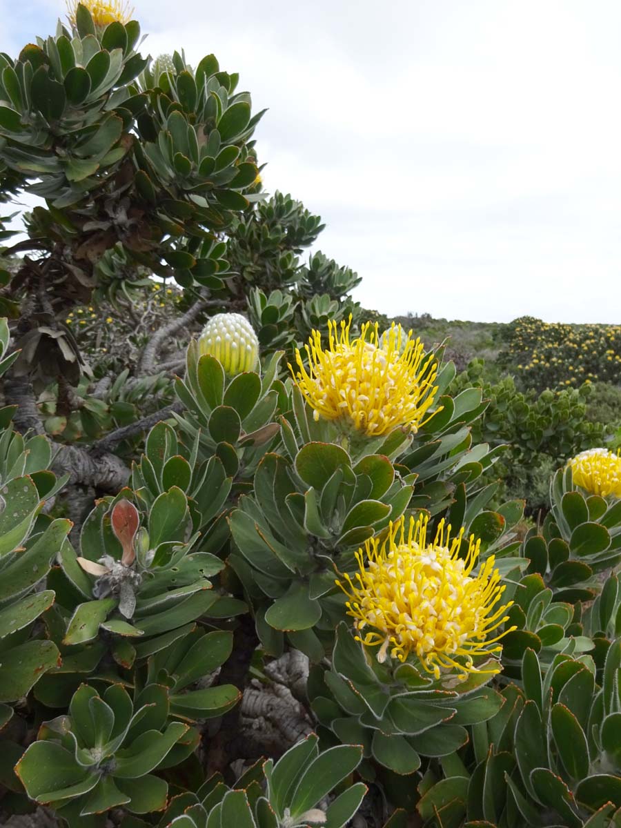 Image of Leucospermum conocarpodendron specimen.