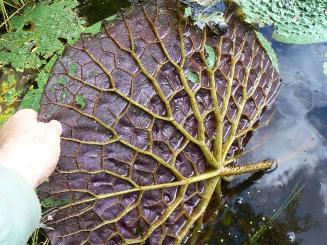 Image of Euryale ferox specimen.