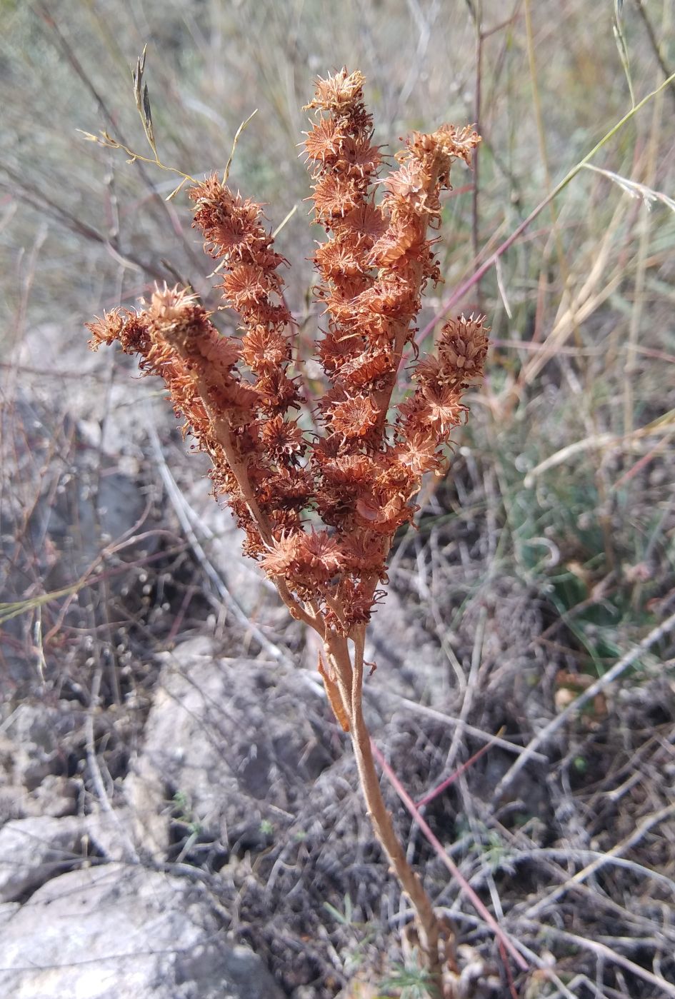 Image of Sempervivum transcaucasicum specimen.