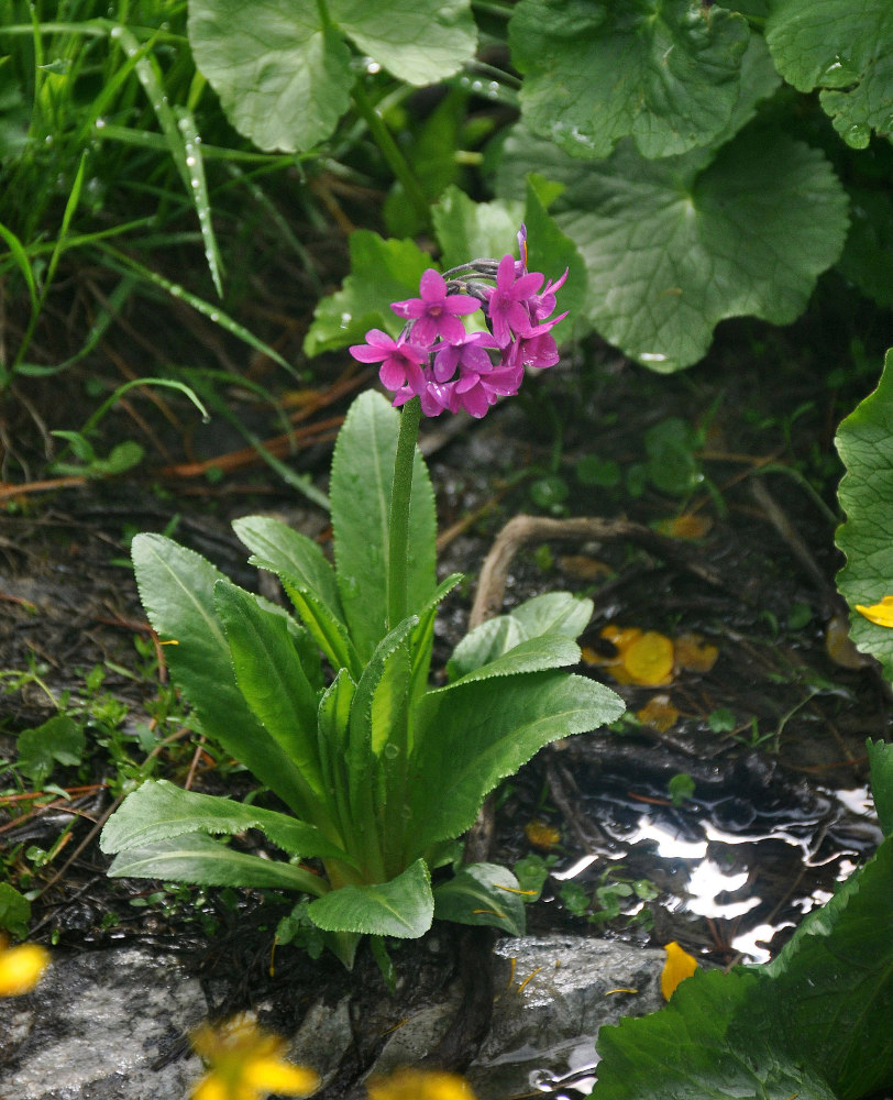 Изображение особи Primula nivalis.