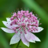 Astrantia maxima. Соцветие. Карачаево-Черкесия, Зеленчукский р-н, окр. пос. Архыз, Западный Кавказ, хребет Габулу, левый берег р. Белой ≈ 2100 м н.у.м., пихтовый лес, у тропы. 04.08.2018.