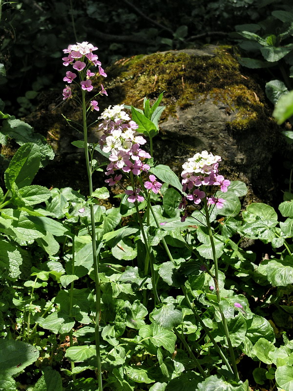 Image of Cardamine seidlitziana specimen.