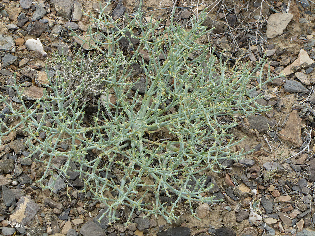 Image of Anabasis eriopoda specimen.