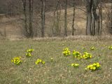 Adonis vernalis. Цветущие растения. Пензенская обл., Спасский р-н, с. Ново-Зубово, луг у леса Частого . 22.05.2010.