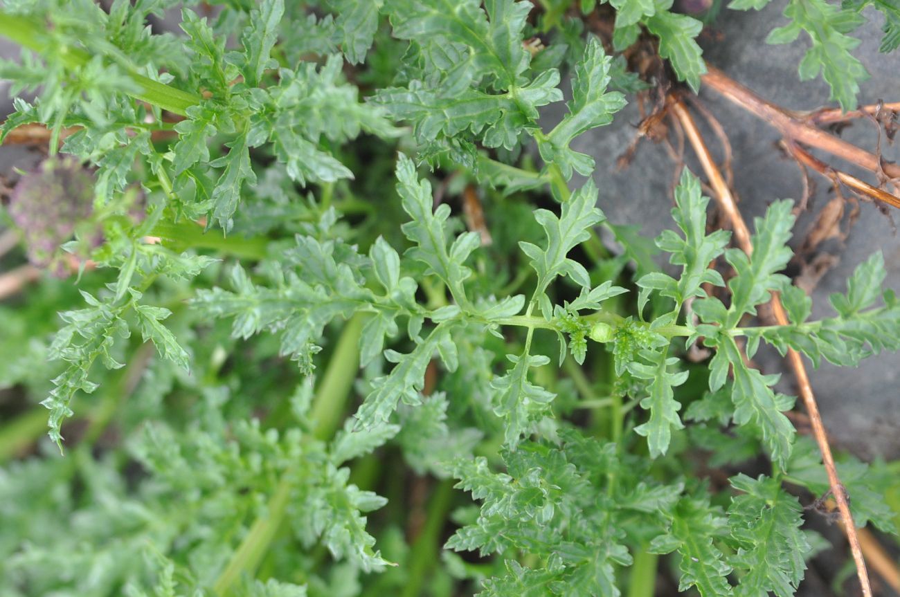 Image of Scrophularia olympica specimen.