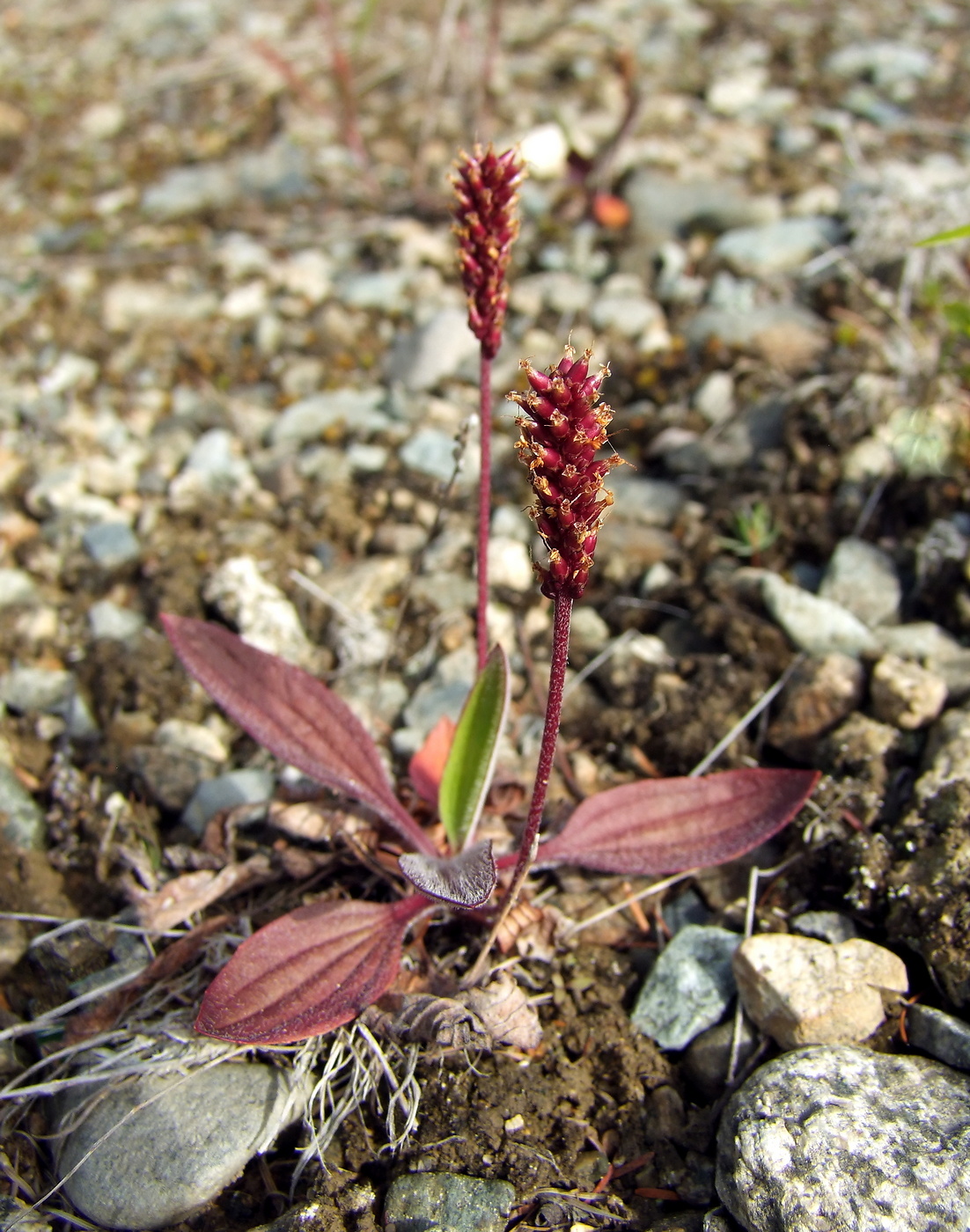 Image of Plantago camtschatica specimen.