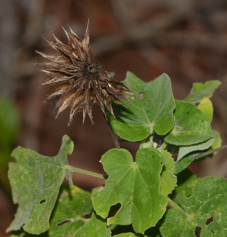 Image of Abutilon mauritianum ssp. zanzibaricum specimen.