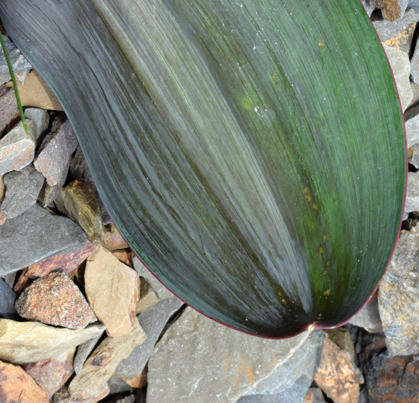 Image of Allium komarowii specimen.