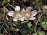 Anagallis tenella. Цветки. Нидерланды, провинция Gelderland, община Bronkhorst, окр. дер. Zelhem, участок со снятым несколько лет назад верхним слоем почвы. 10 июля 2010 г.