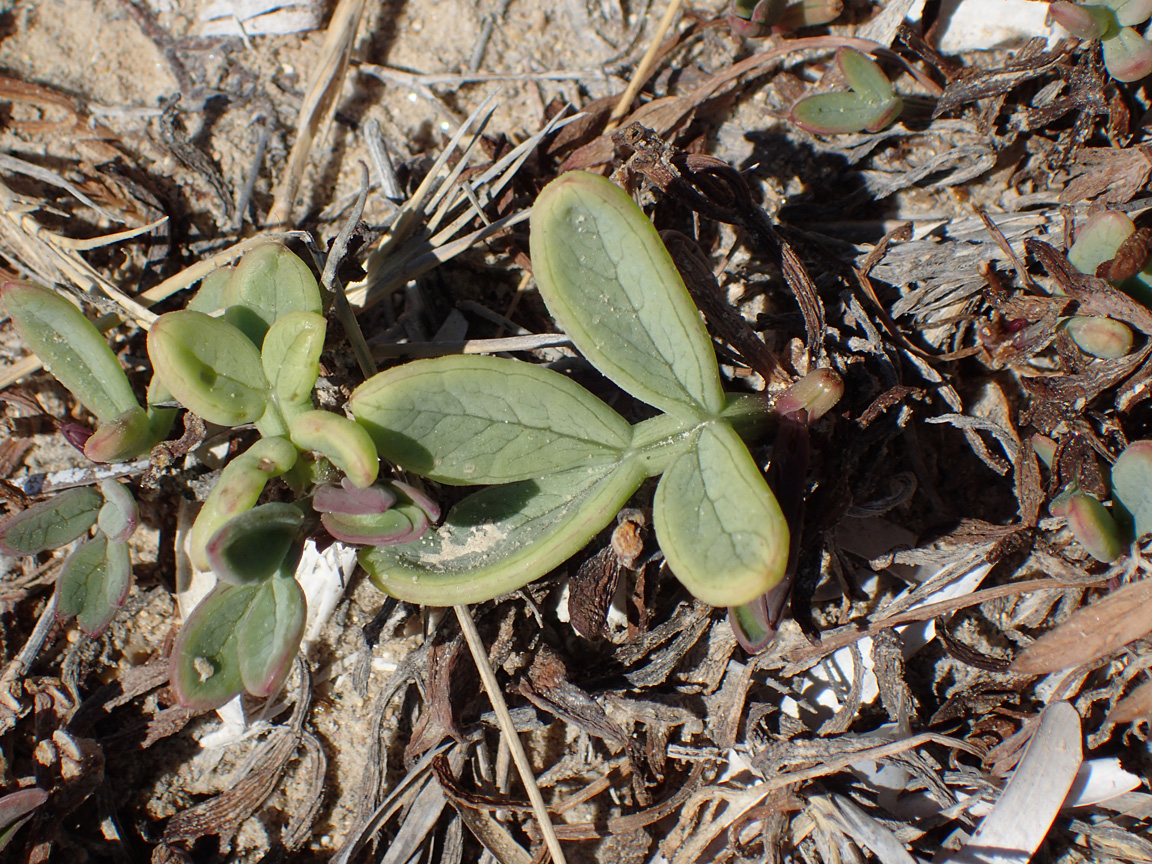 Изображение особи Crithmum maritimum.