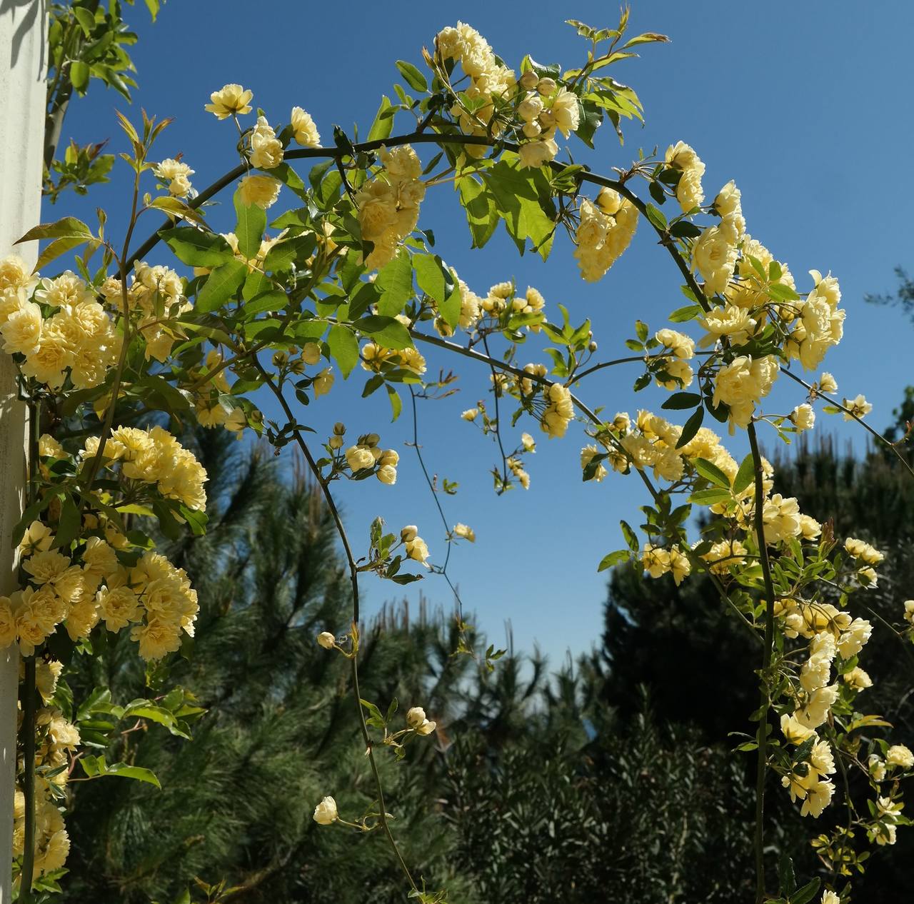 Image of Rosa banksiae specimen.