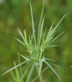 Eryngium creticum