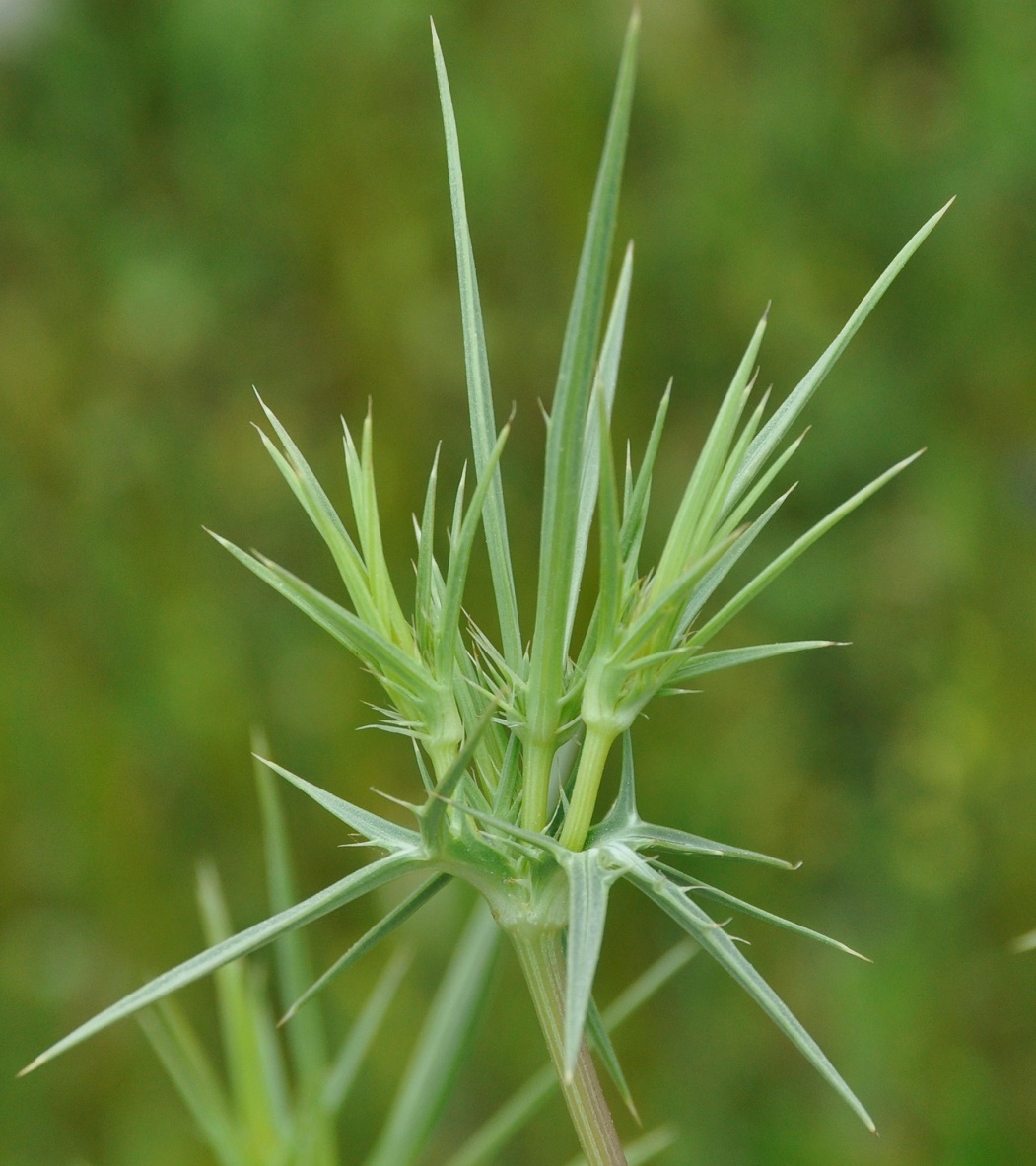 Image of Eryngium creticum specimen.