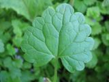 Glechoma hederacea