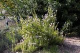 Lavandula stoechas