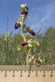 Ophrys mammosa subspecies caucasica. Соцветие. Краснодарский край, м/о г. Новороссийск, гора Шахан, травянистое сообщество задернованного скального обнажения на склоне южной экспозиции. 28.04.2019.