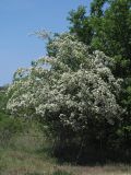 Crataegus taurica. Цветущее дерево. Крым, Севастополь, окр. Любимовки. 17.05.2019.