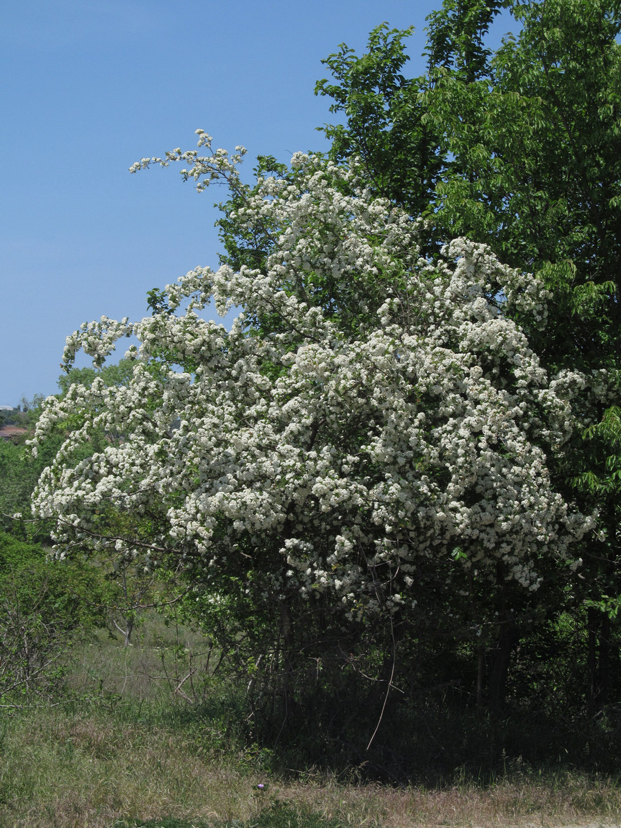 Image of Crataegus taurica specimen.