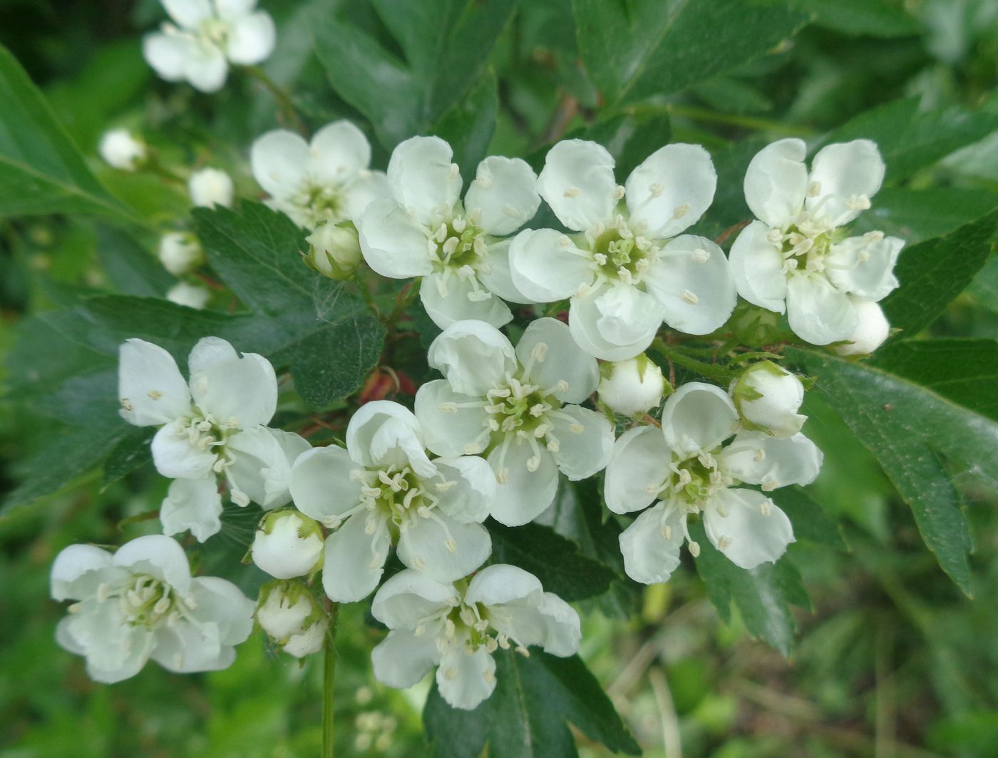 Изображение особи род Crataegus.