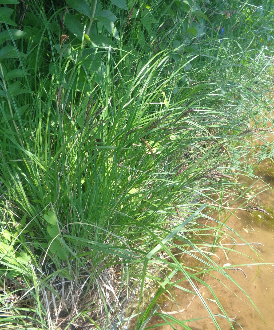 Изображение особи Carex acuta.