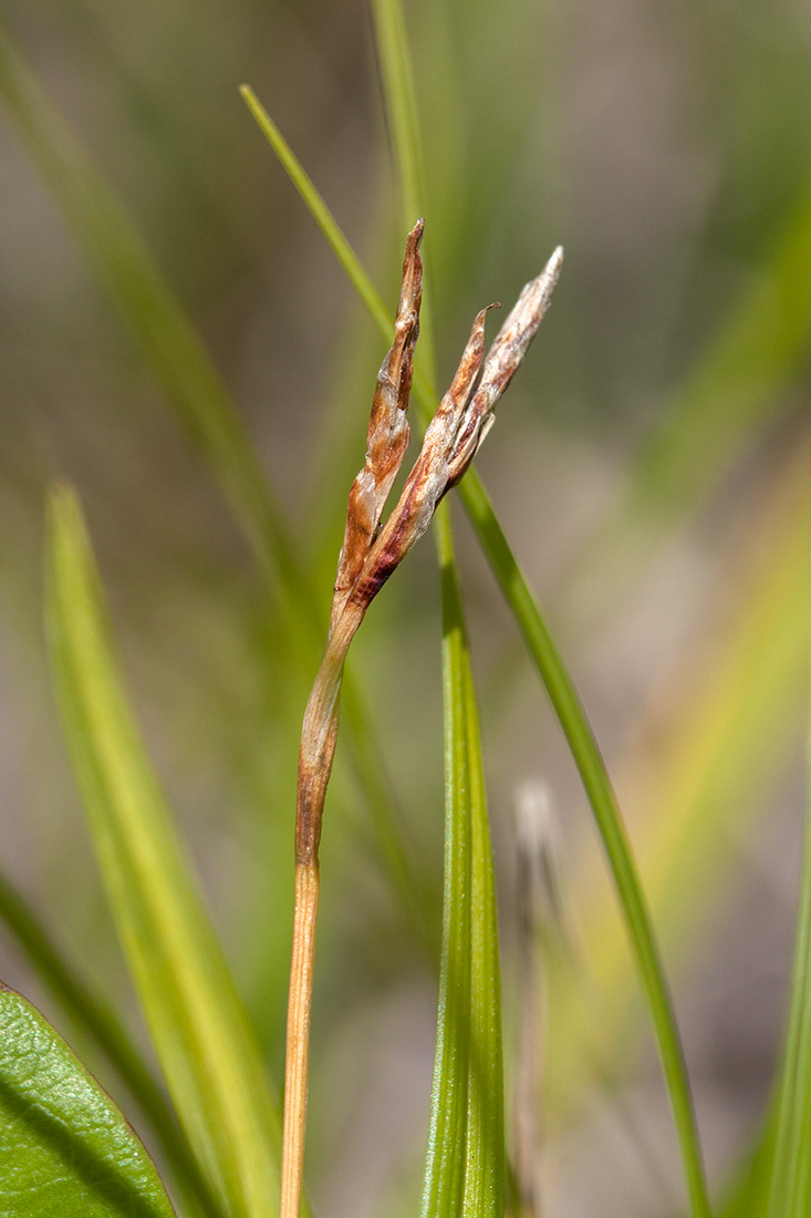 Изображение особи Carex ornithopoda.