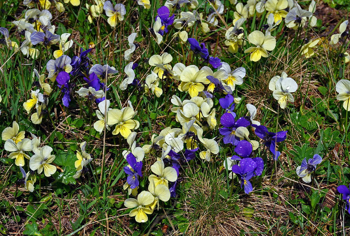 Изображение особи Viola altaica.