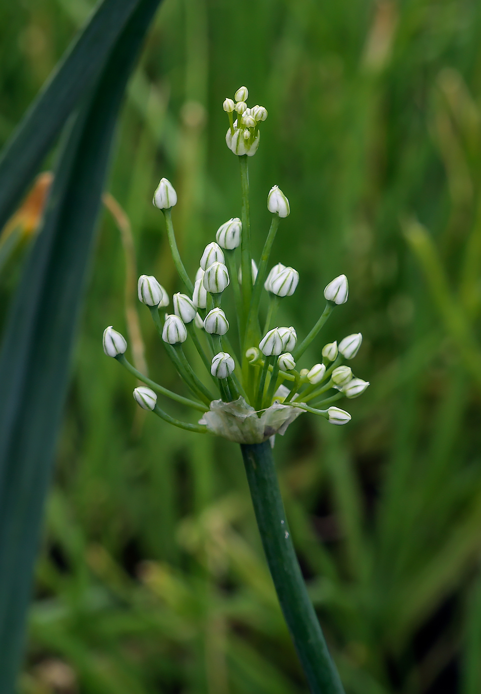 Изображение особи род Allium.