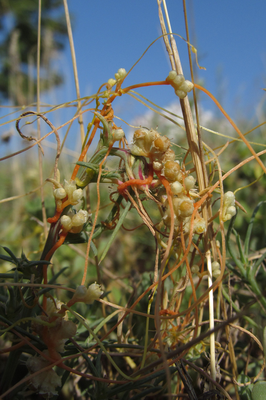 Image of Cuscuta cesatiana specimen.