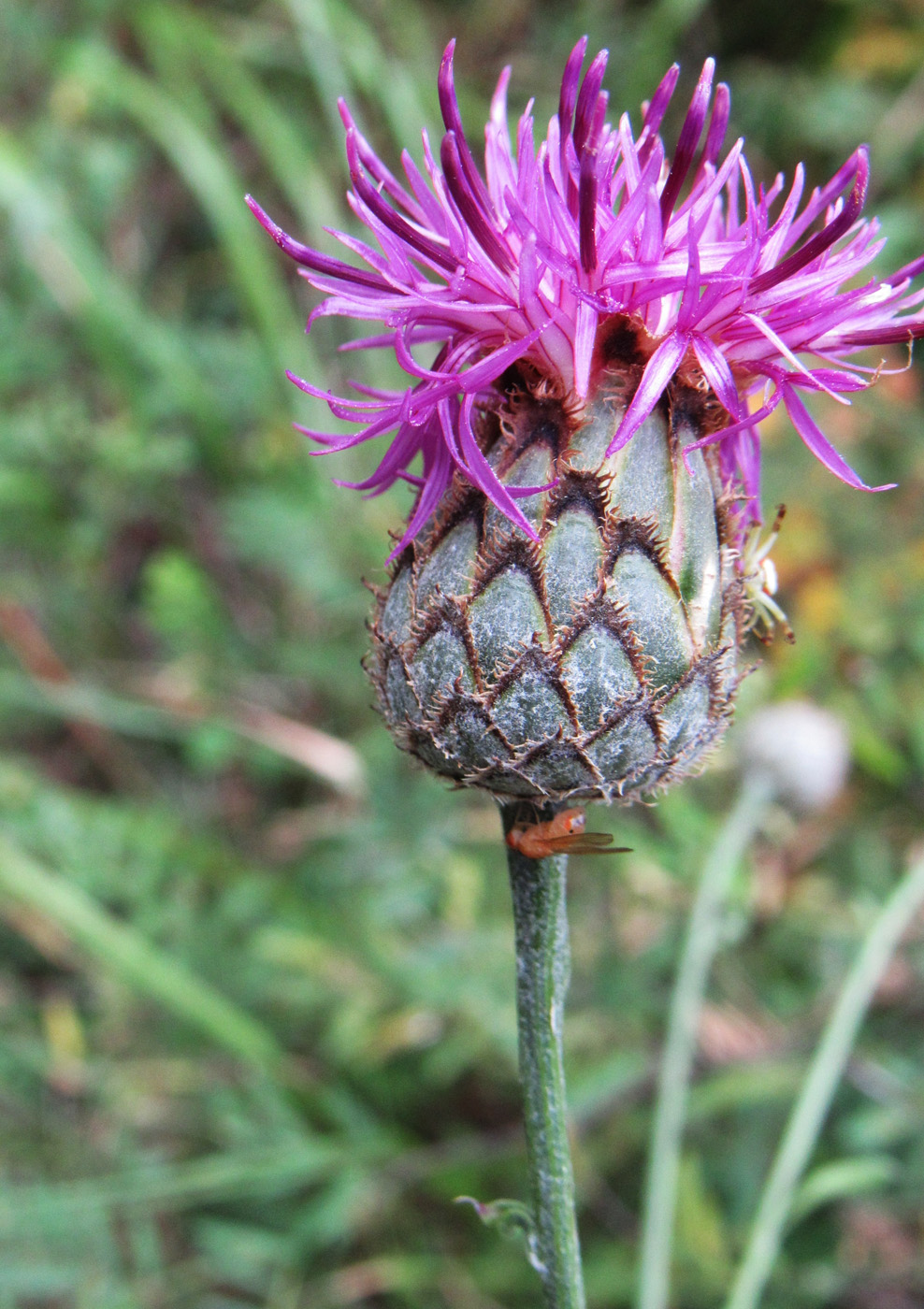 Image of Centaurea scabiosa specimen.