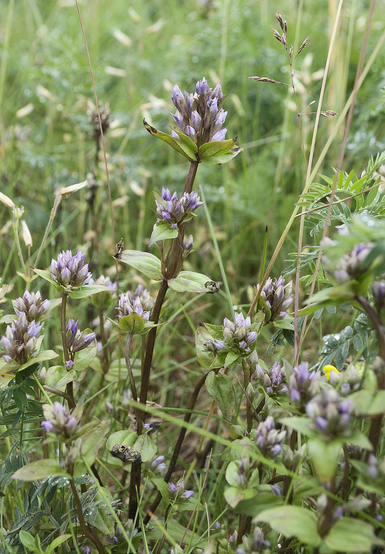 Image of Gentianella lingulata specimen.