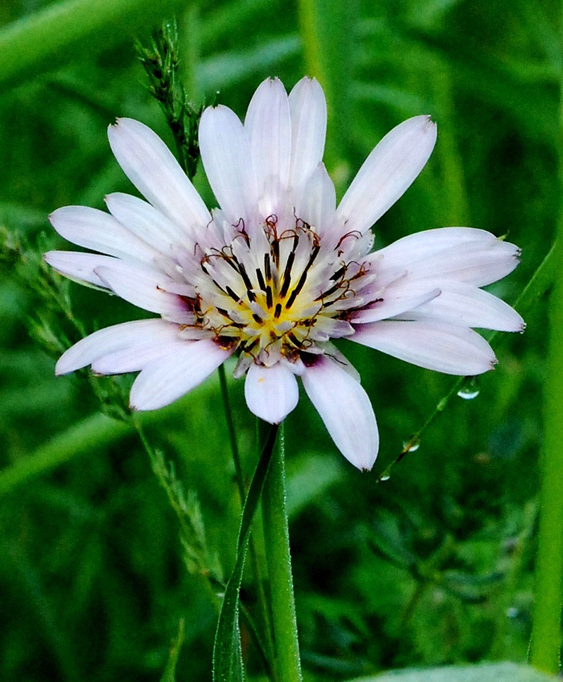 Изображение особи Tragopogon malikus.