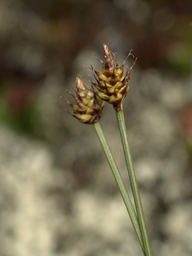 Изображение особи Carex arctogena.